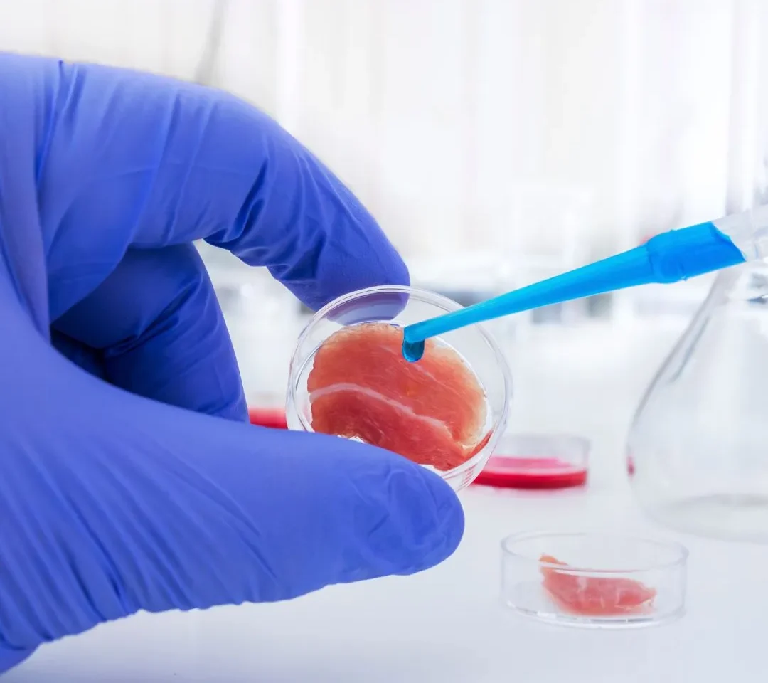 Laborfett statt Tierhaltung: Kommt der nächste große Schritt in der Fleischproduktion?