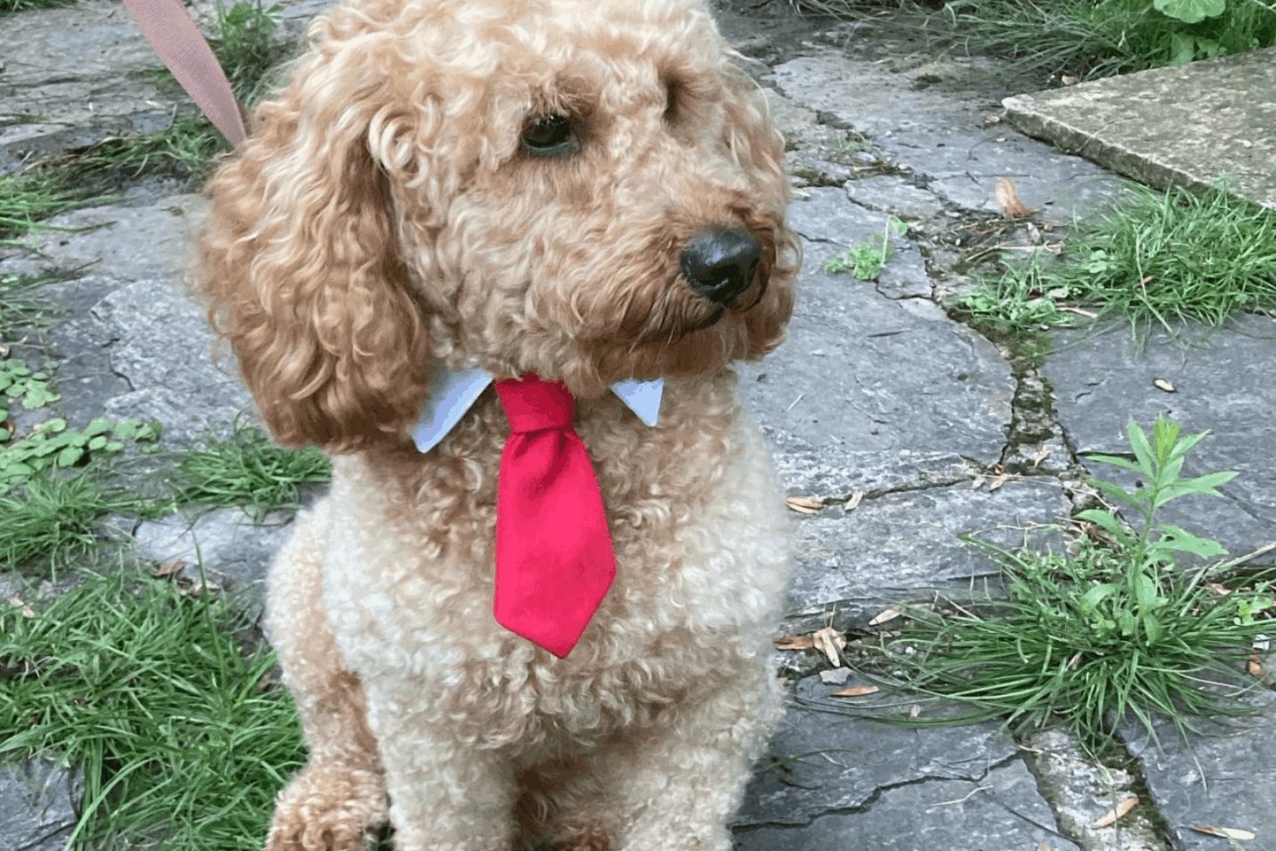 Balou – Der charmanteste Pudel Europas