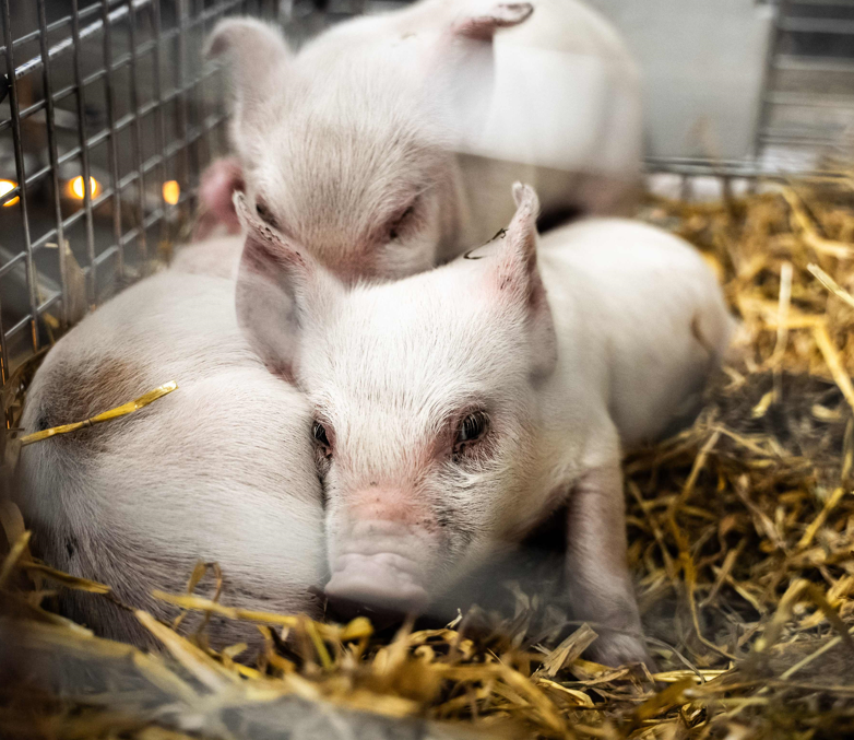 Kunstaktion: Drei Ferkel sollten langsam verhungern
