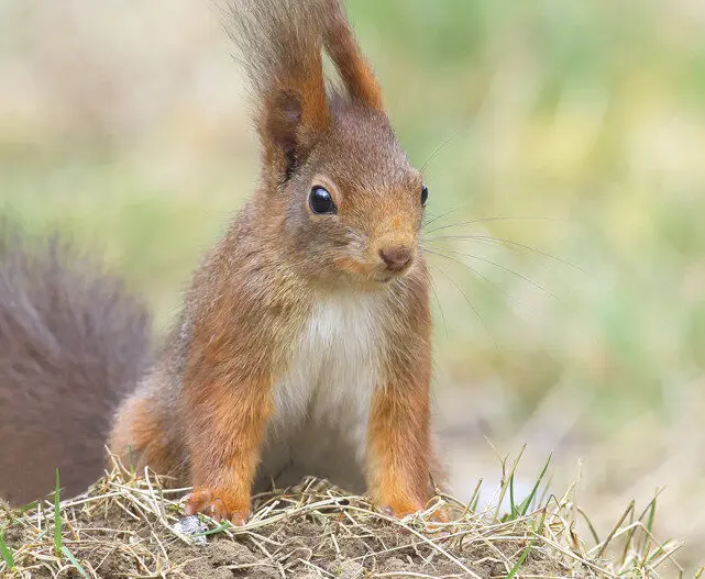 Kolumne: „Klimawandel“ lässt wieder tote Tiere von Bäumen fallen
