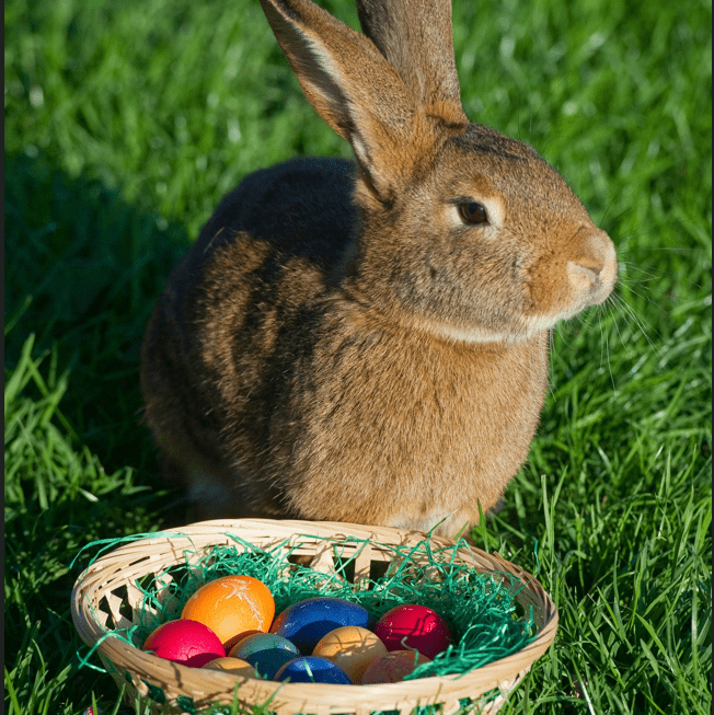Frohes Osterfest – aber wie kam der Osterhase zu uns?