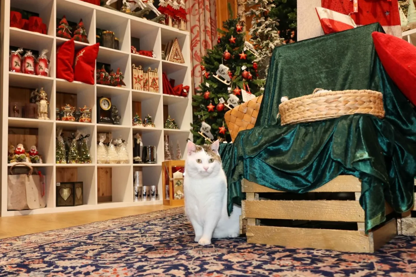 Weihnachten auf Gut Aiderbichl: Ein Fest der Hoffnung und Tierliebe