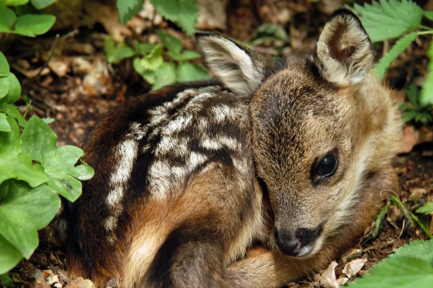 Frühling in Wien: So retten Spaziergänger das Leben junger Wildtiere