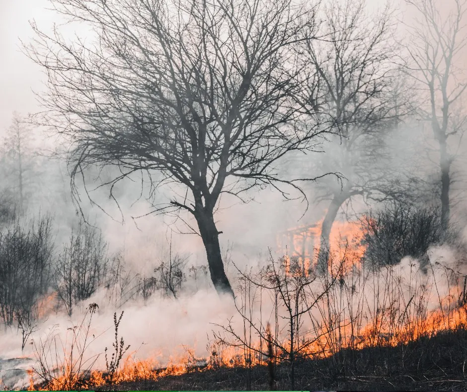 Alarmstufe Rot: Waldbrandgefahr in Niederösterreich – Strenge Verbote und harte Strafen!