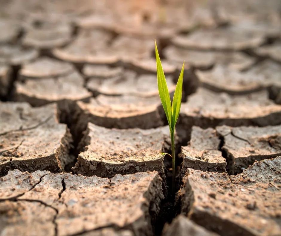 Dürre-Alarm in Österreich: So dramatisch ist die Rekord-Trockenheit im April