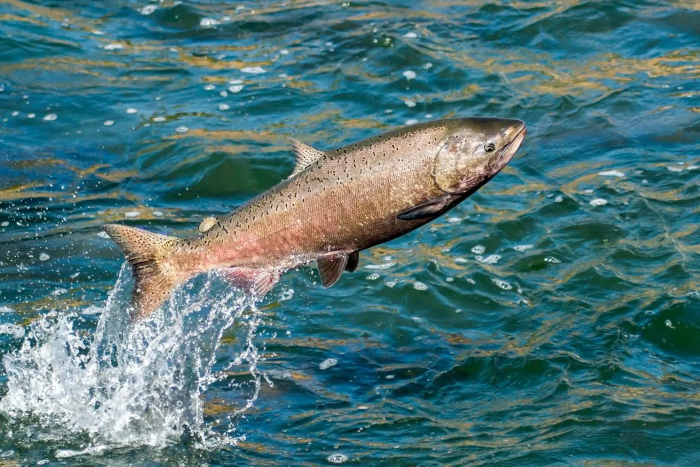 Drogencocktail im Fluss: Was passiert, wenn Lachse auf Kokain sind?