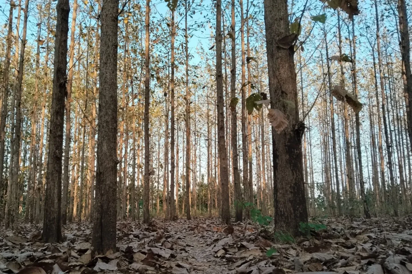 30 Prozent weniger Regen: Österreich steckt im Dürre-Alarm